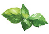 share-basil-icon